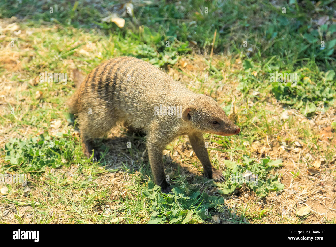 Afrikanischen Mangusten in Etosha Stockfoto