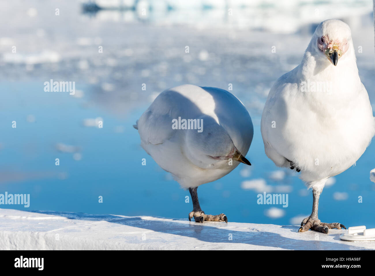 Verschneiten Sheathbills Stockfoto