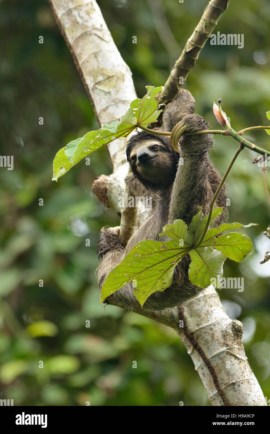 Dreifingerfaultier auf dem Baum in den tropischen Regenwald Stockfoto