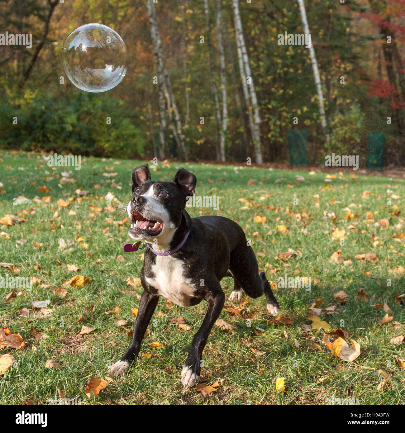 Hund spielen mit einer Blase Stockfoto