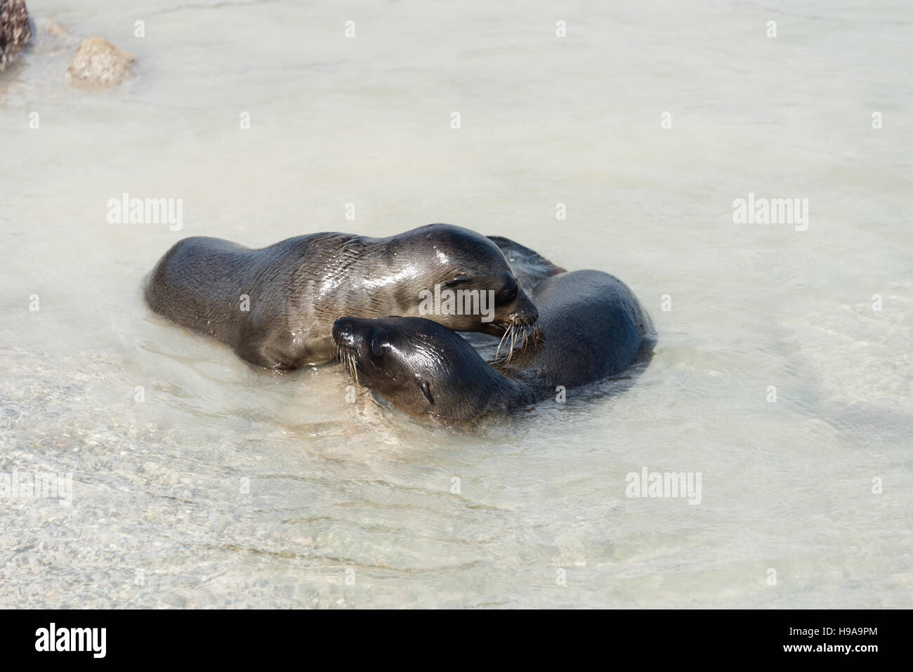 Baby Seelöwen spielen Stockfoto