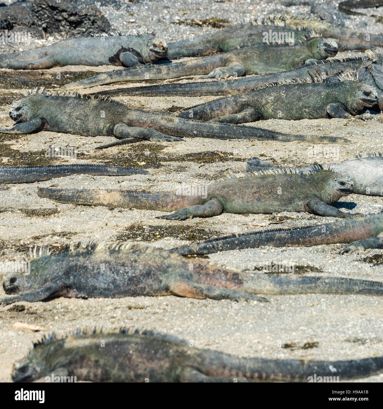 Meer-Leguan der Galápagos-Inseln Stockfoto
