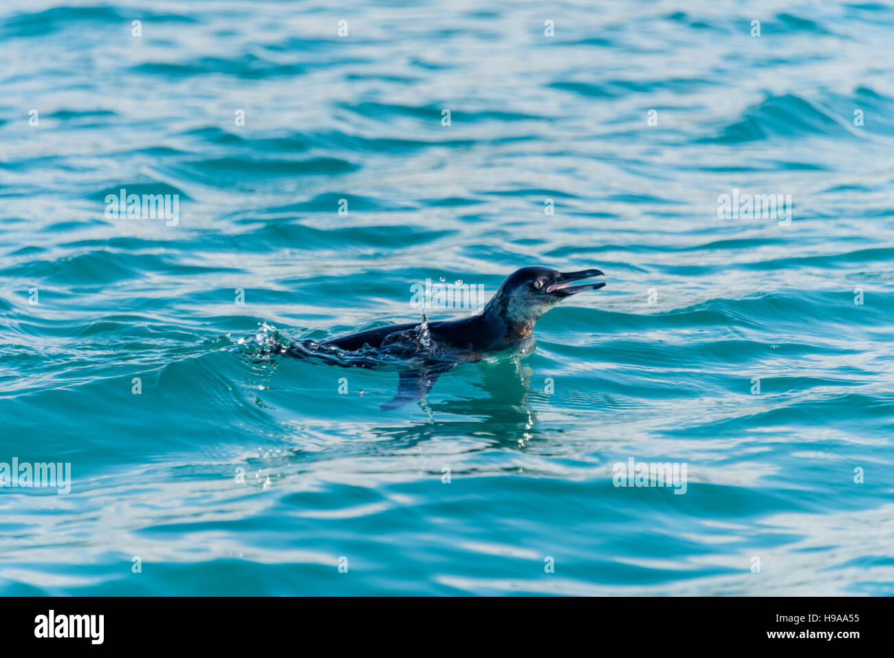 Galapagos Pinguin Schwimmen Stockfoto