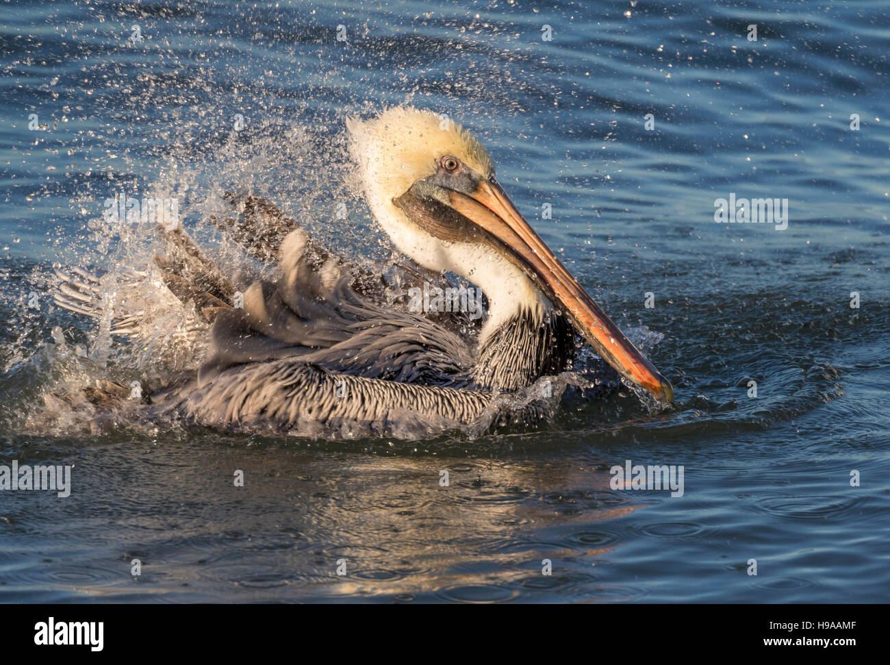 Brauner Pelikan (Pelecanus Occidentalis) unter abendlichen Bad im Ozean, Galveston, Texas, USA. Stockfoto