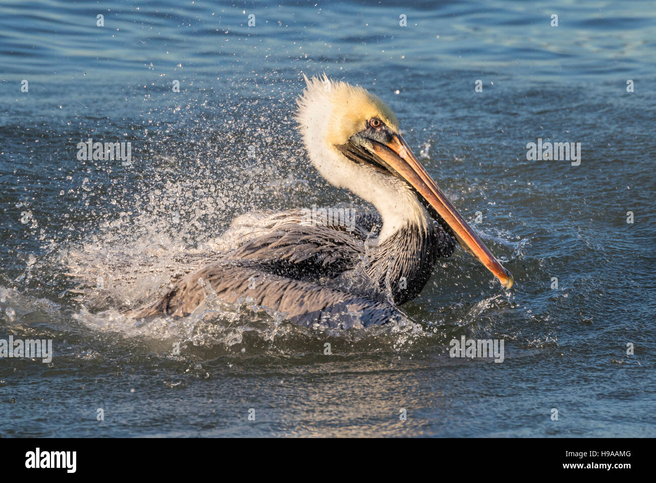 Brauner Pelikan (Pelecanus Occidentalis) unter abendlichen Bad im Ozean, Galveston, Texas, USA. Stockfoto