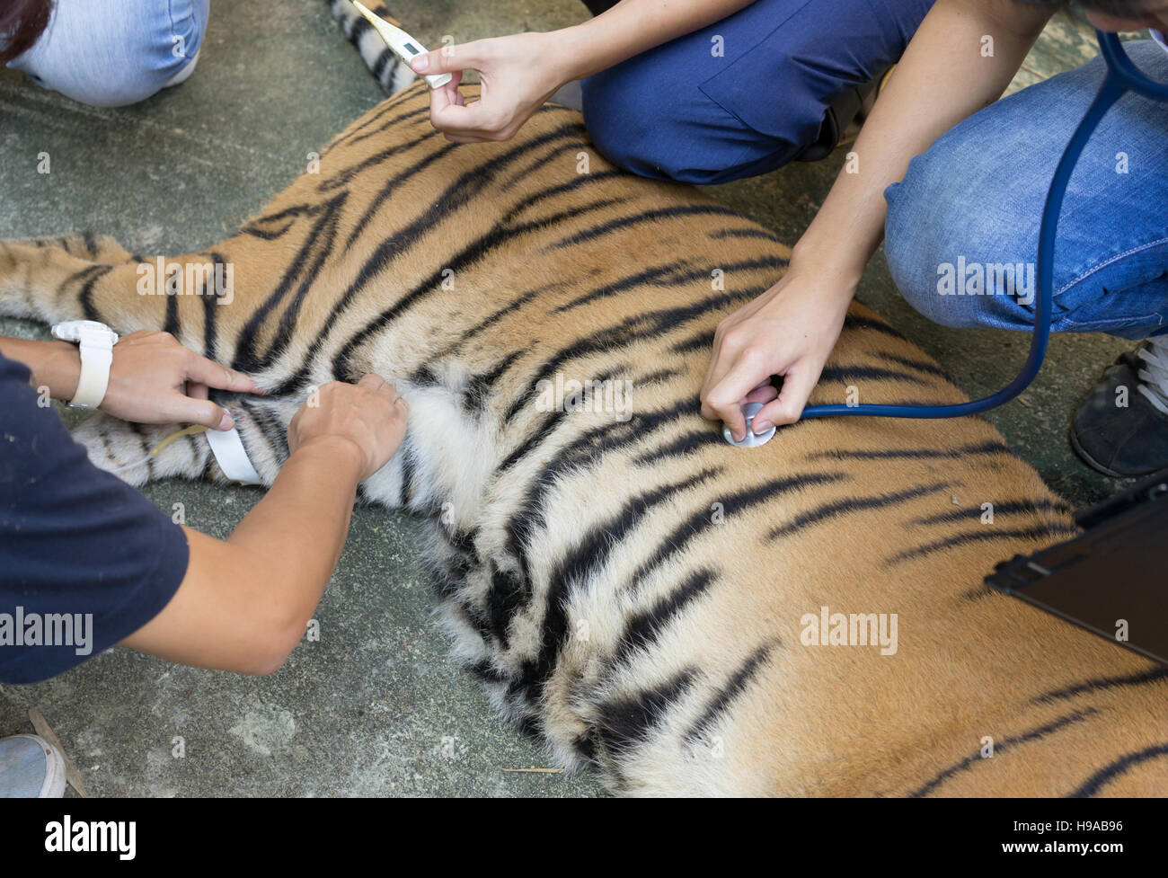 Tierarzt behandeln die Tiger in einem zoo Stockfoto