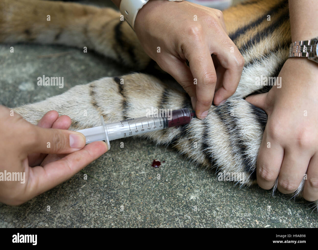 Tierarzt behandeln die Tiger in einem zoo Stockfoto