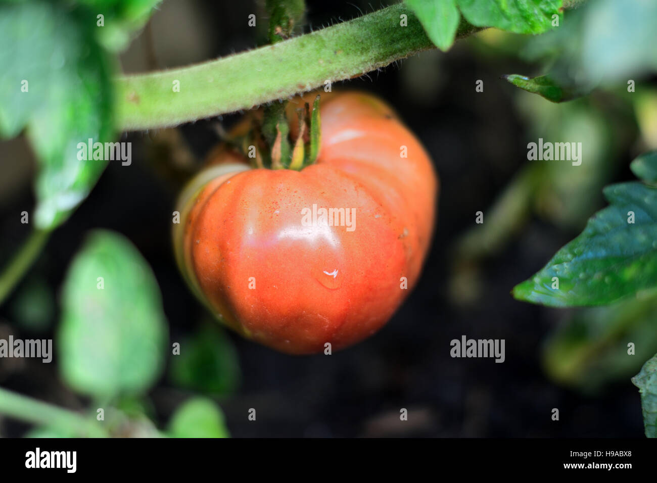 Tomaten wachsen an den Rebstöcken in einem Hinterhofgarten Stockfoto