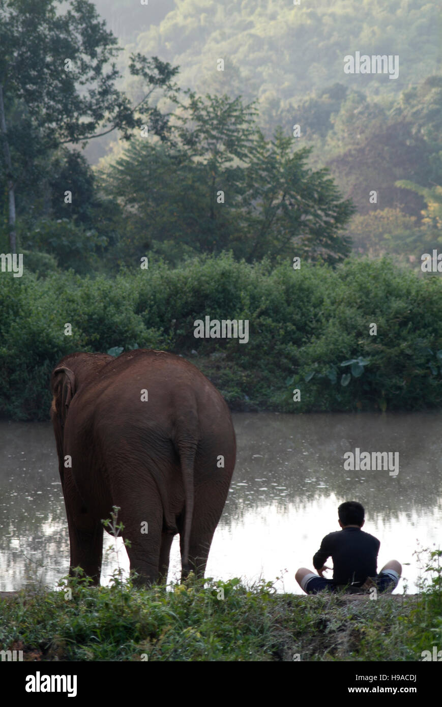 Ein Elefant Mahout (Trainer) sitzt mit seinen Elefanten im Anantara Golden Triangle Resort Stockfoto