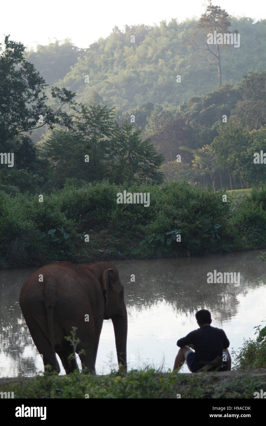 Ein Elefant Mahout (Trainer) sitzt mit seinen Elefanten im Anantara Golden Triangle Resort Stockfoto