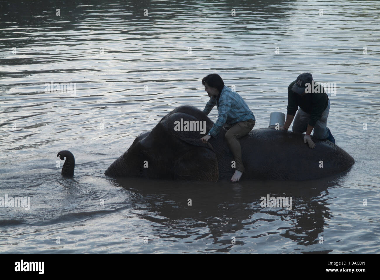 Ein japanischer Gast des Anantara Golden Triangle Resort und Spa Ausbildung zum mahout werden. Stockfoto