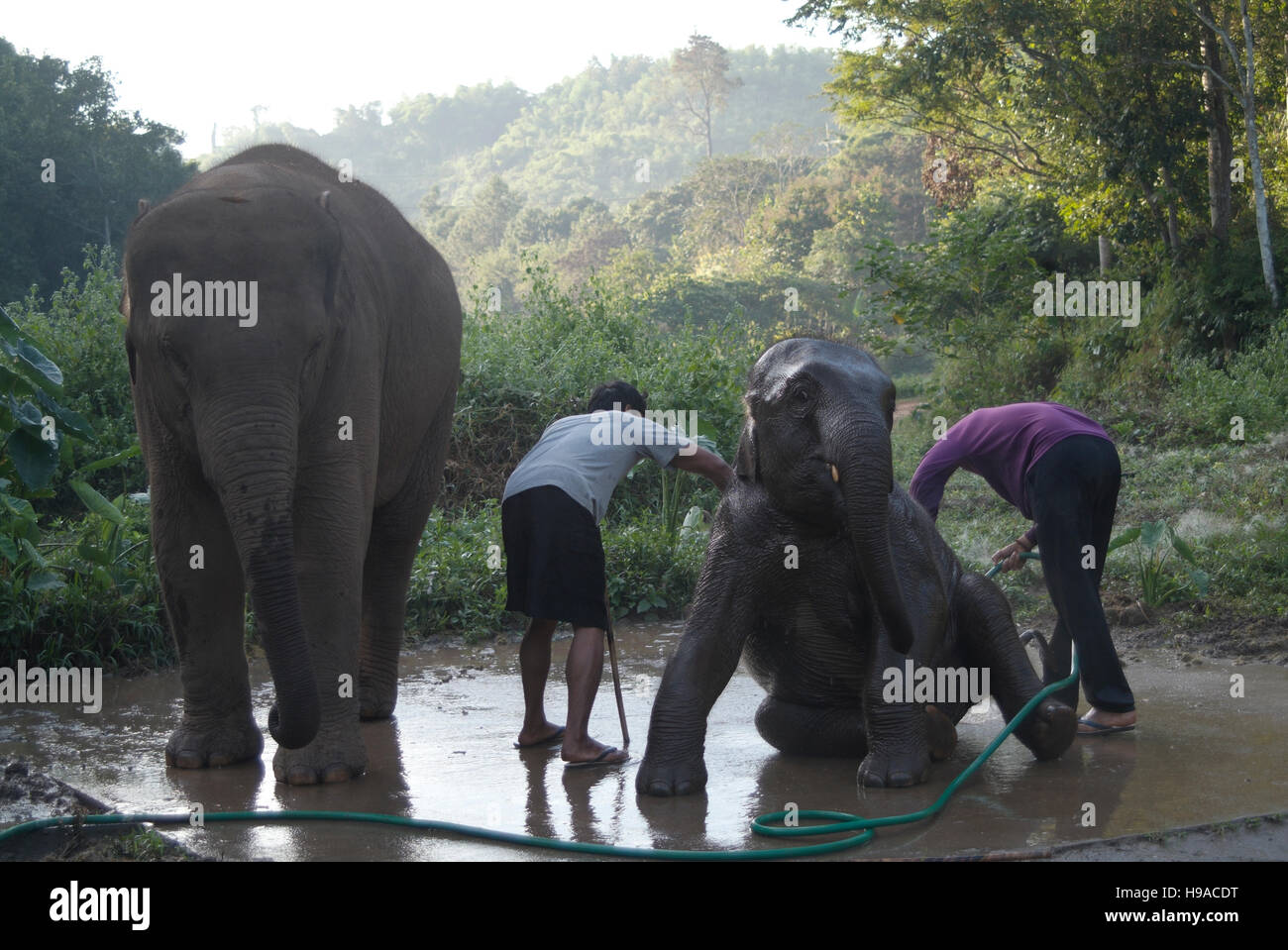 Mahouts (Elefant Trainer) Waschen ein Elefant im Anantara Golden Triangle Resort. Stockfoto