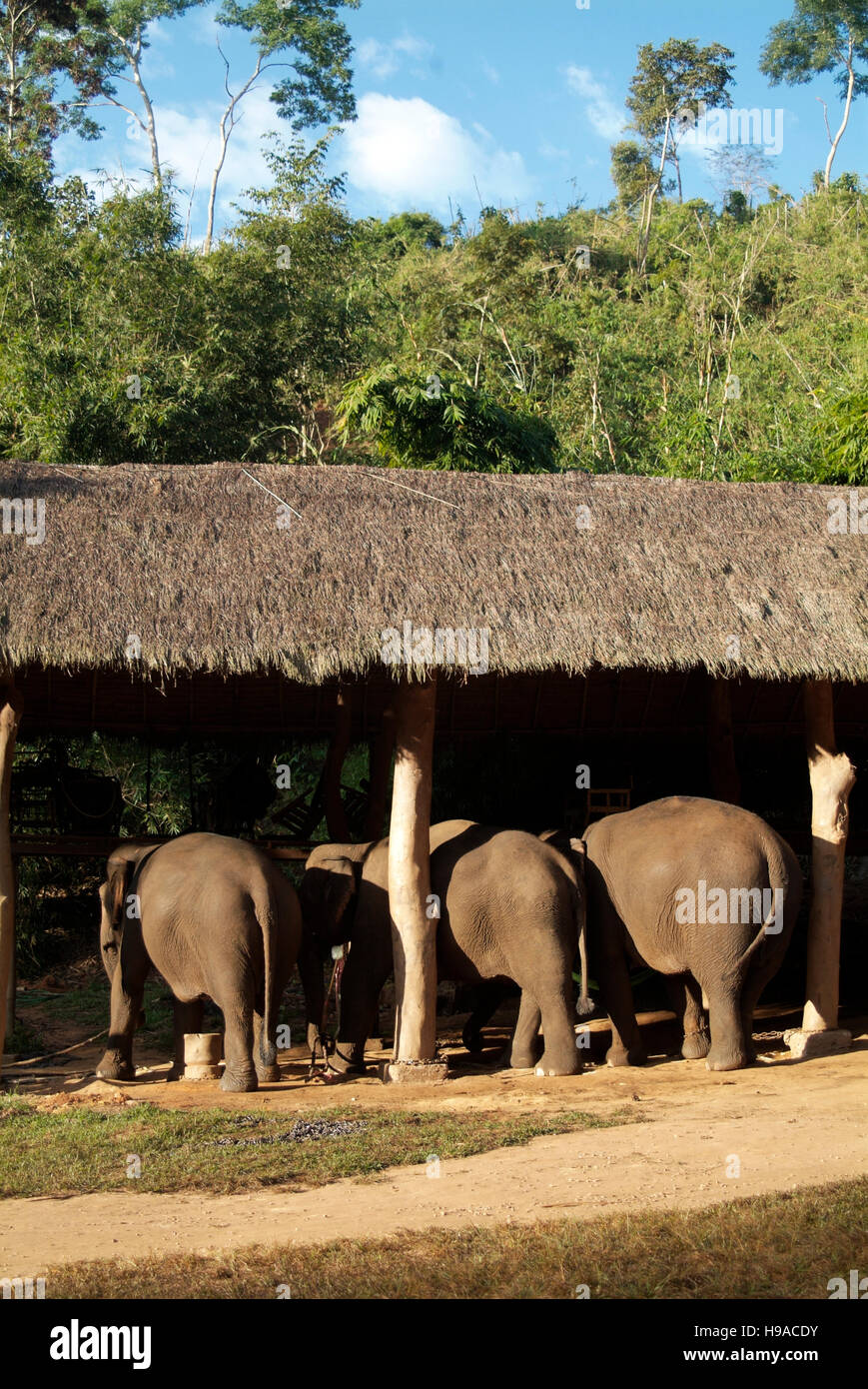 Beheimatet Elefanten im Anantara Golden Triangle Resort. Stockfoto