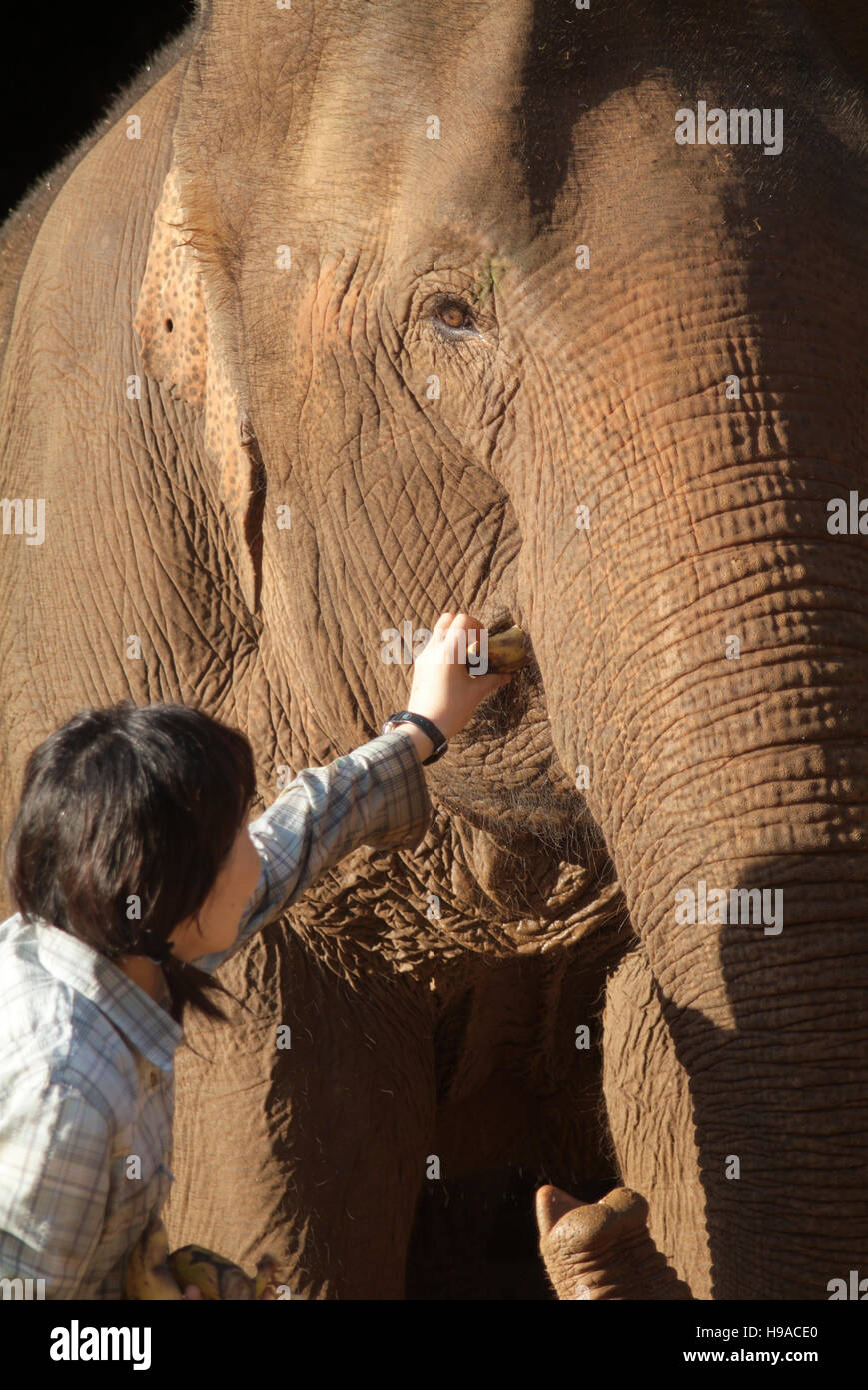 Eine touristische feeds Elefanten im Anantara Golden Triangle Resort. Stockfoto