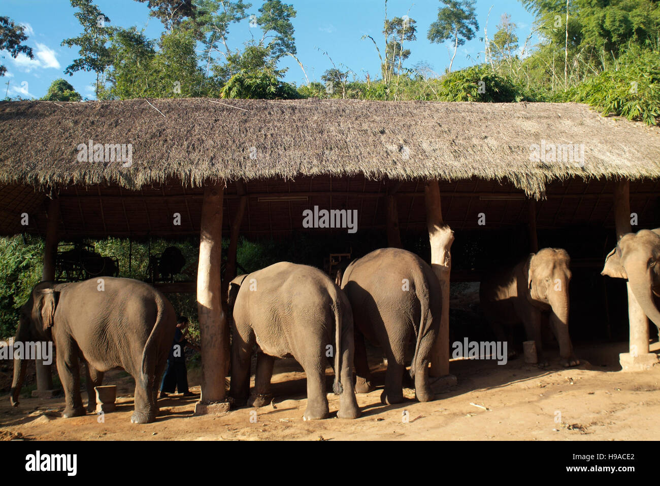 Beheimatet Elefanten im Anantara Golden Triangle Resort. Stockfoto
