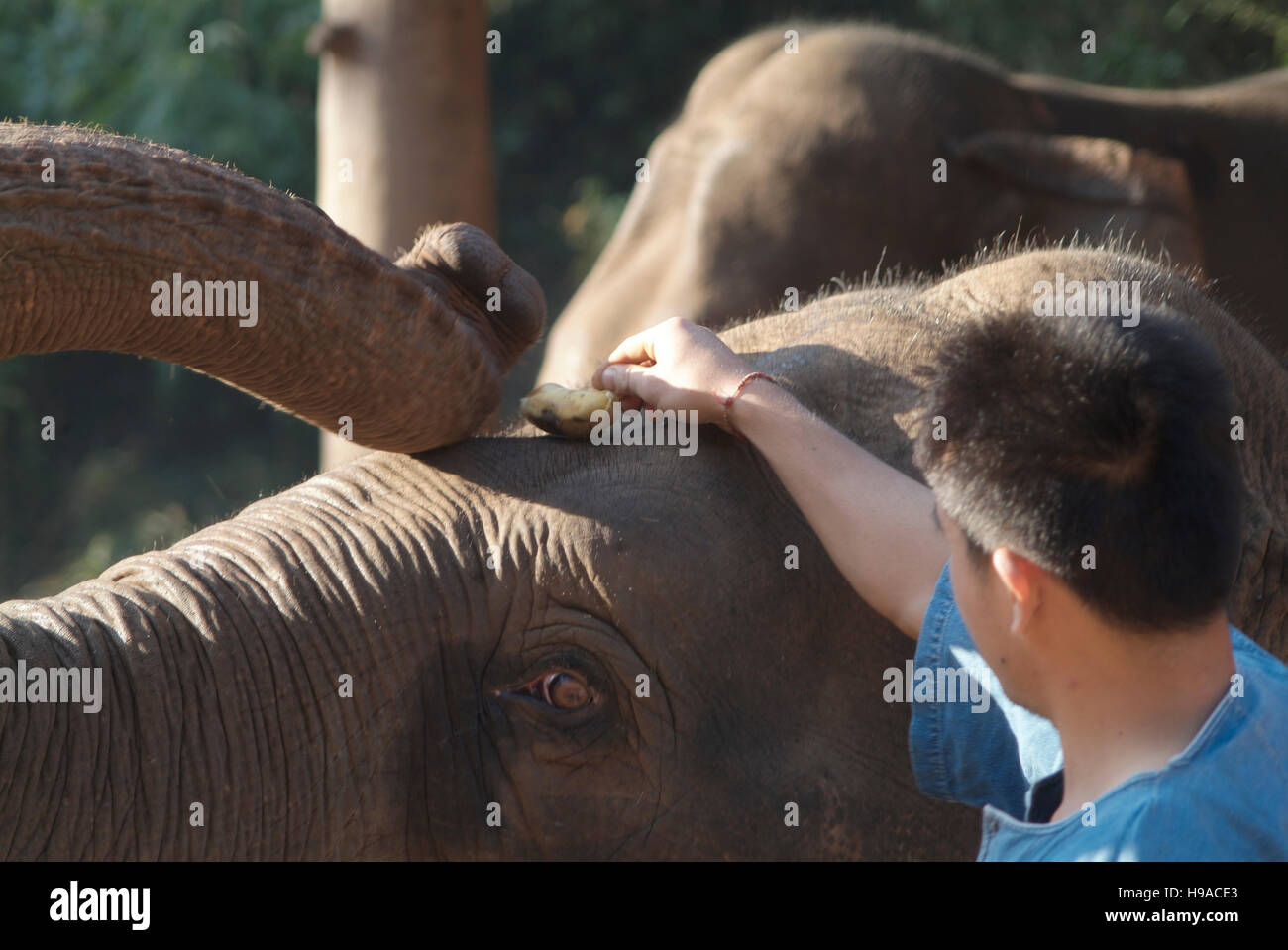 Ein mahout und seine Elefanten im Anantara Golden Triangle Resort. Stockfoto