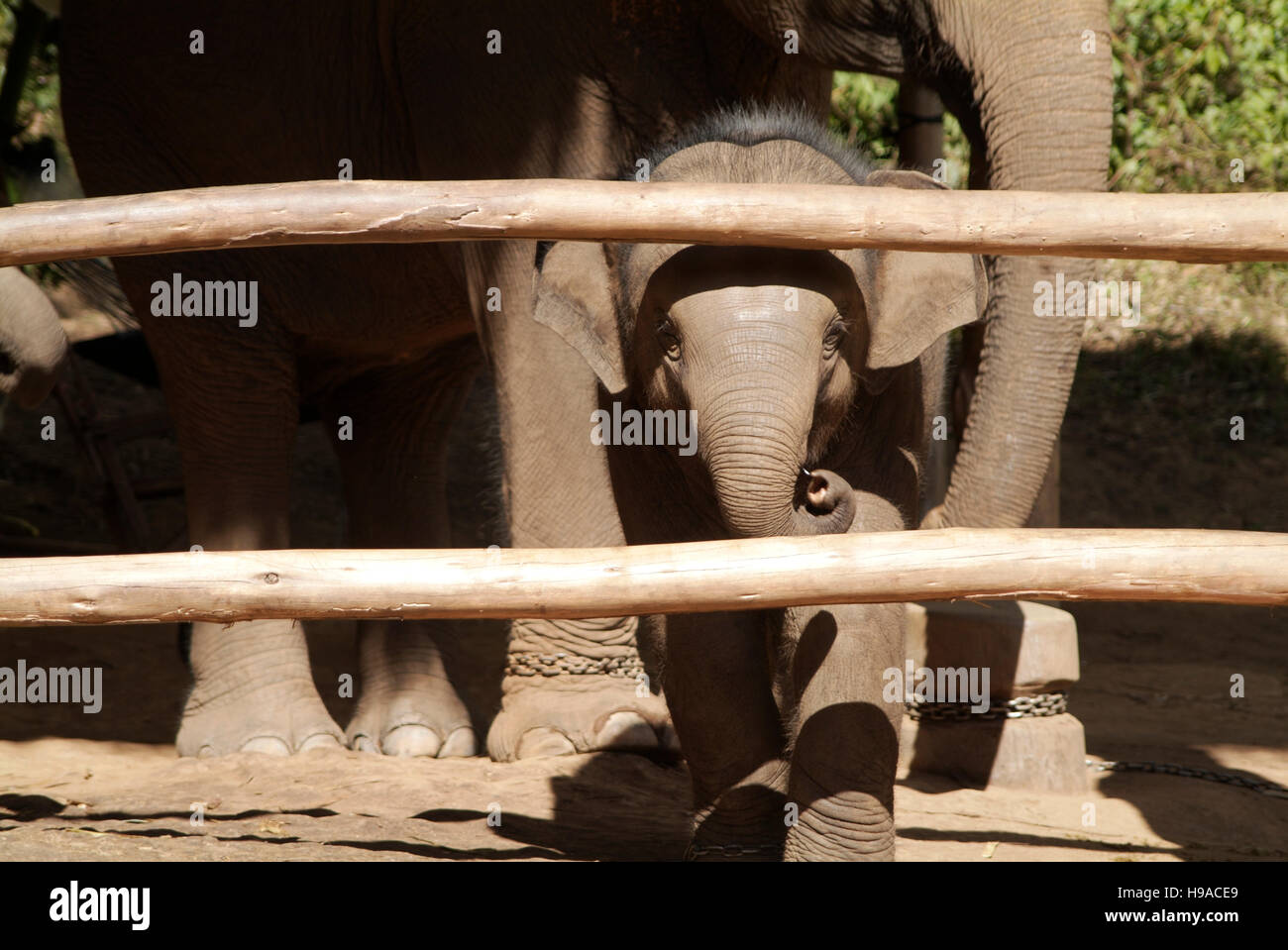 Ein Baby Elefanten im Anantara Golden Triangle Resort in Thailand. Stockfoto