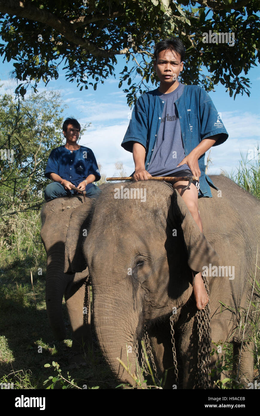 Mahouts und die Elefanten im Anantara Golden Triangle Resort. Stockfoto