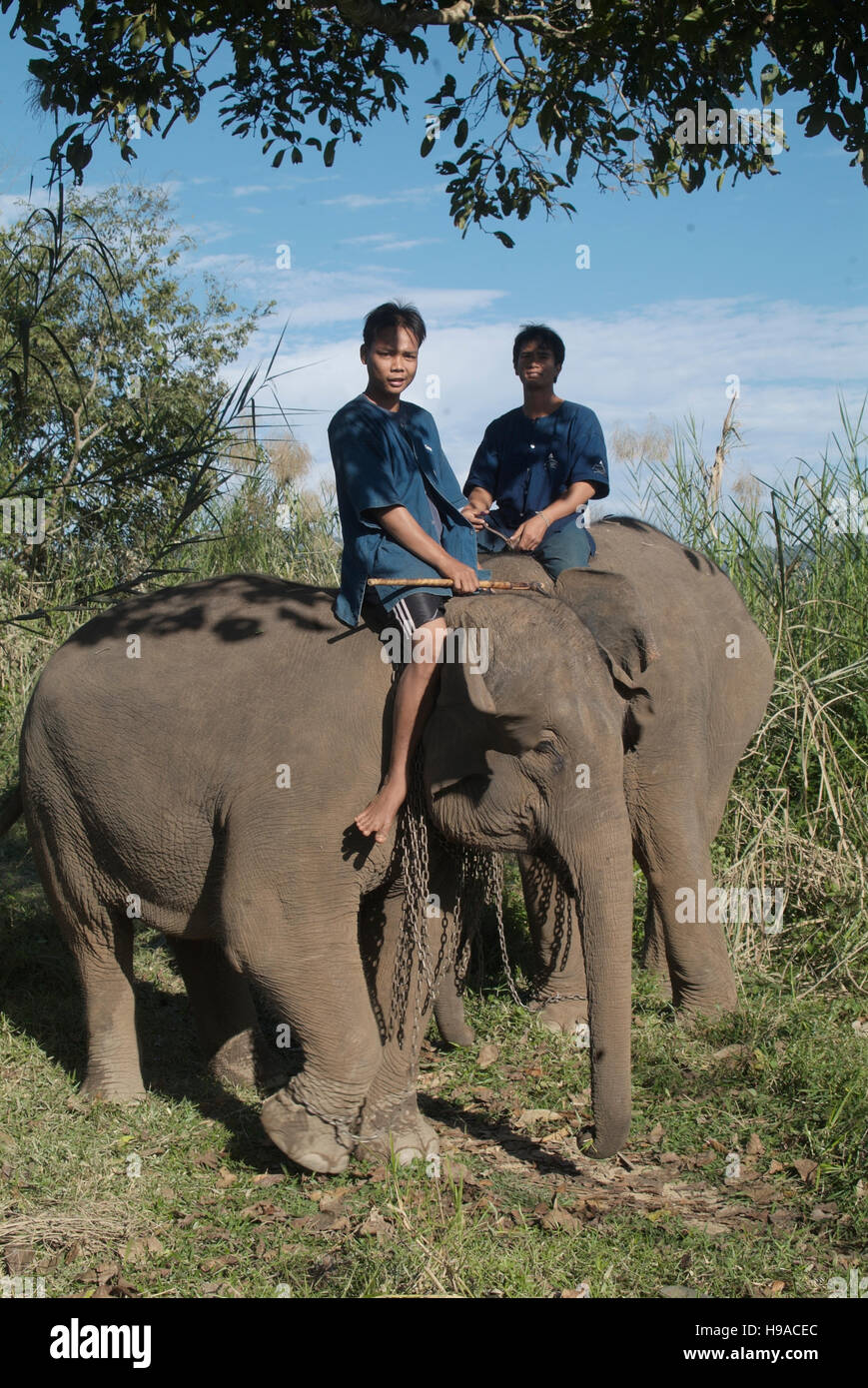 Mahouts und die Elefanten im Anantara Golden Triangle Resort. Stockfoto