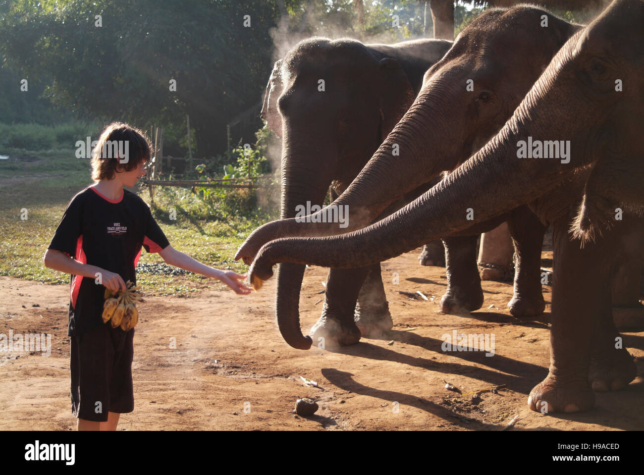 Eine touristische feeds Elefanten im Anantara Golden Triangle Resort. Stockfoto