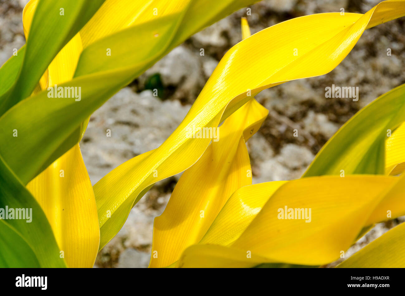 gelbes Blatt, dekorative Pflanze bei Tuapa, Niue, Südpazifik, Ozeanien Stockfoto