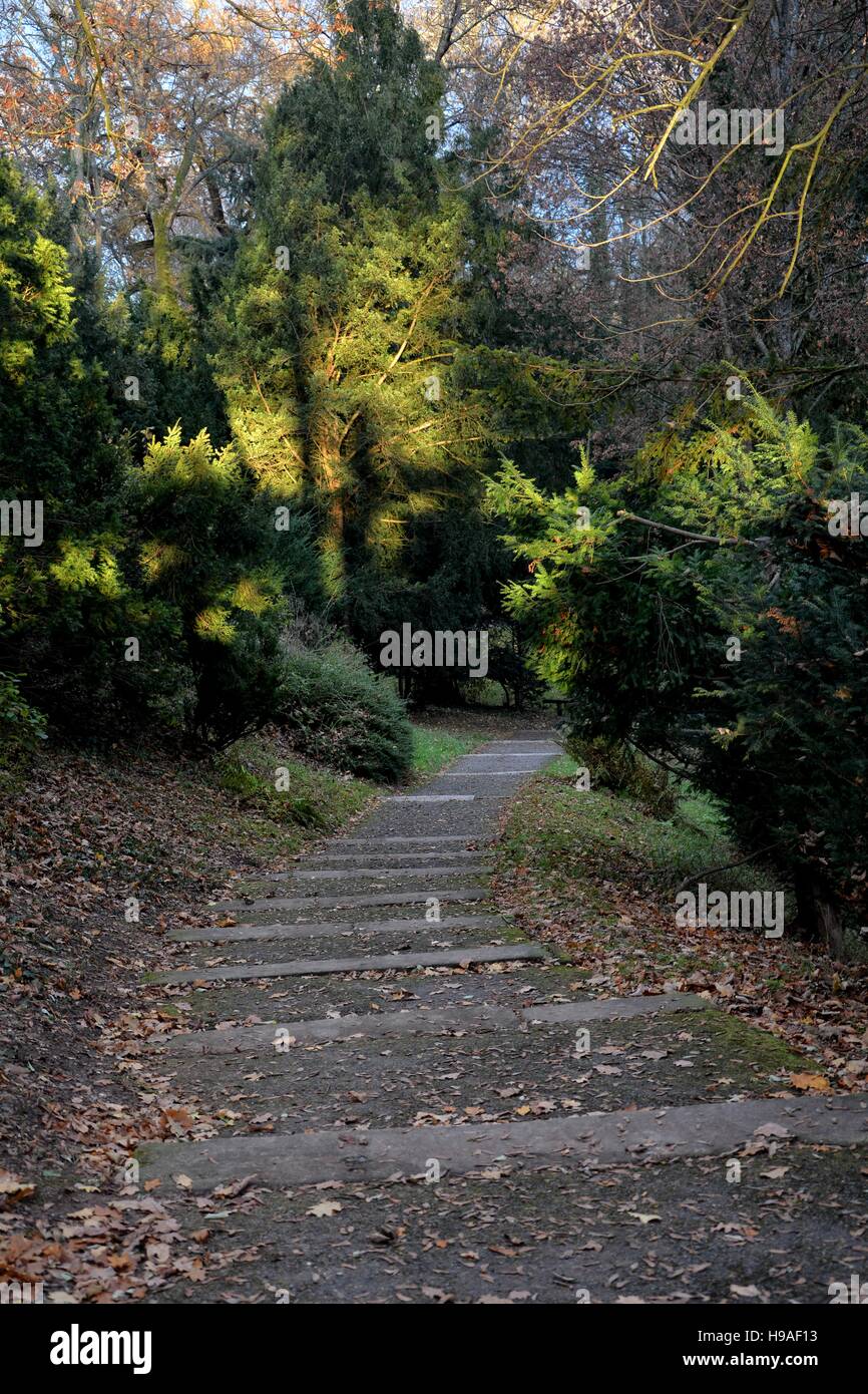 Weg mit hölzernen Planken unten im Herbst mit Bäumen im Hintergrund Stockfoto