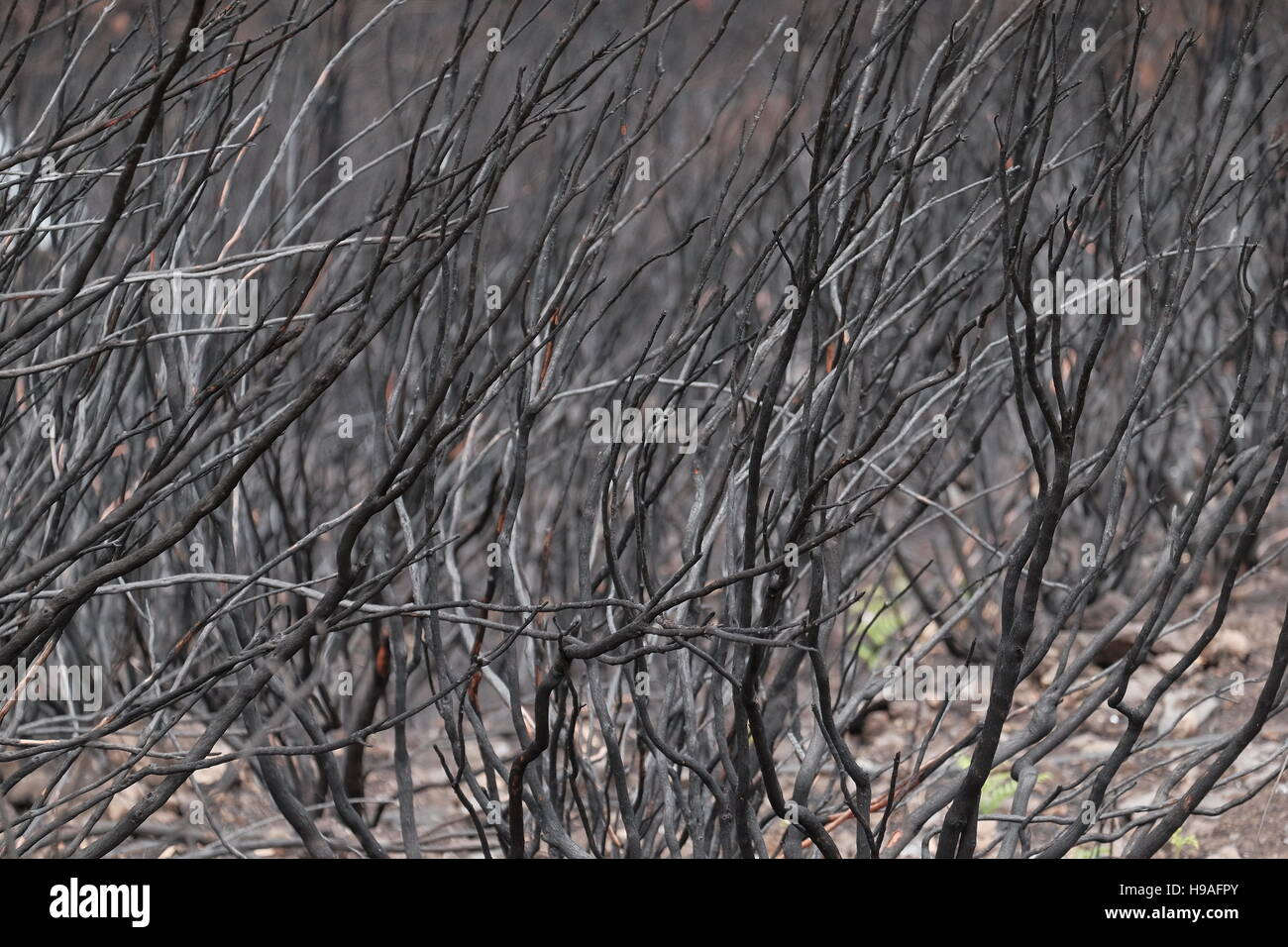 Anschluss an die 2016 Madeira Waldbrand, Rabacal Berge, Madeira, Portugal Stockfoto