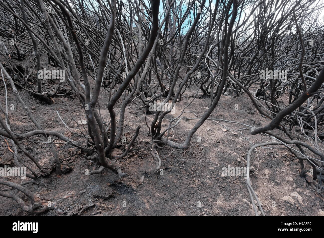 Anschluss an die 2016 Madeira Waldbrand, Rabacal Berge, Madeira, Portugal Stockfoto