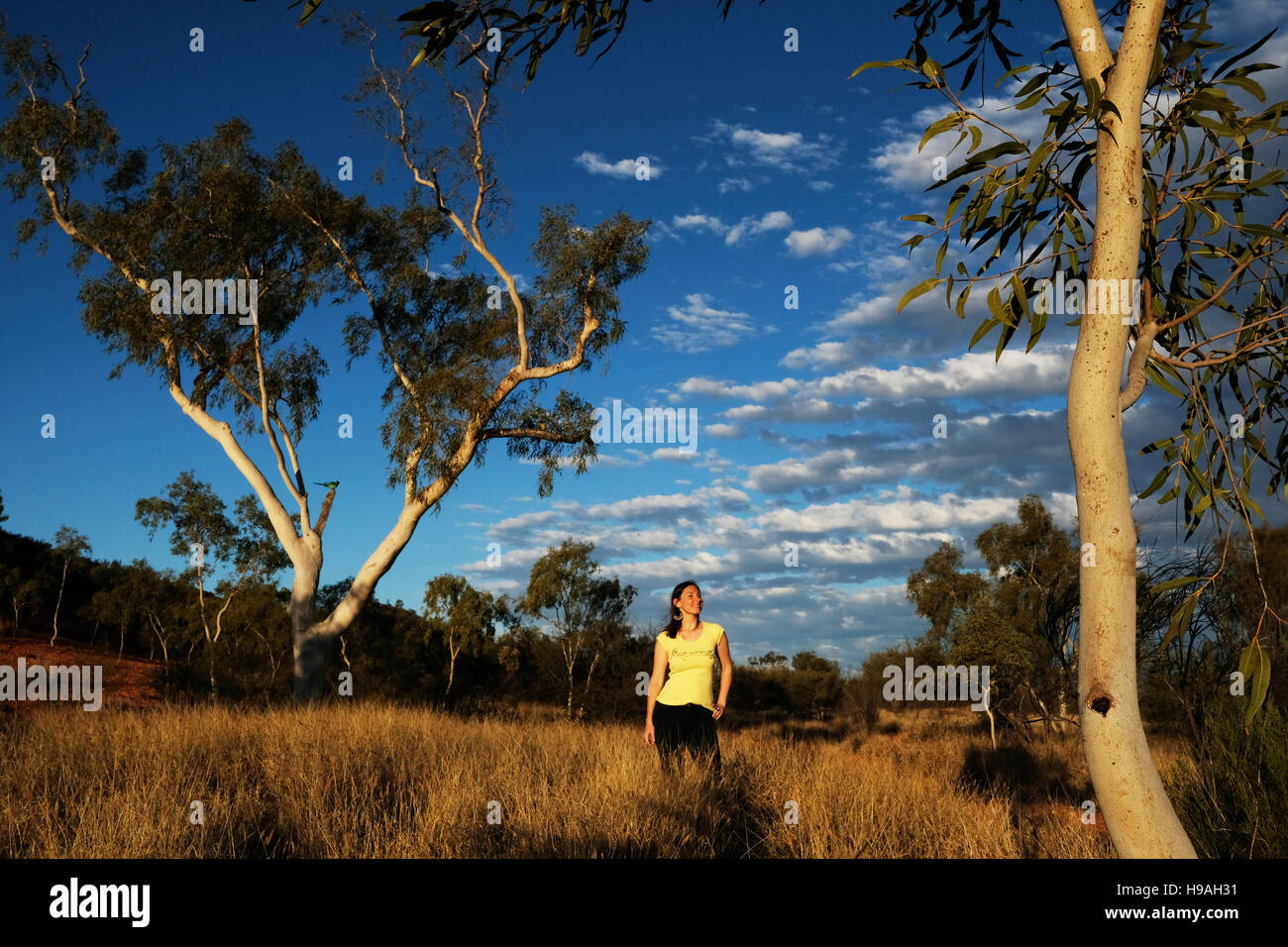 Eine Frau ist umgeben von Eukalyptusbäumen in Alice Springs, die MacDonnell Ranges, Northern Territory, Zentral-Australien Stockfoto