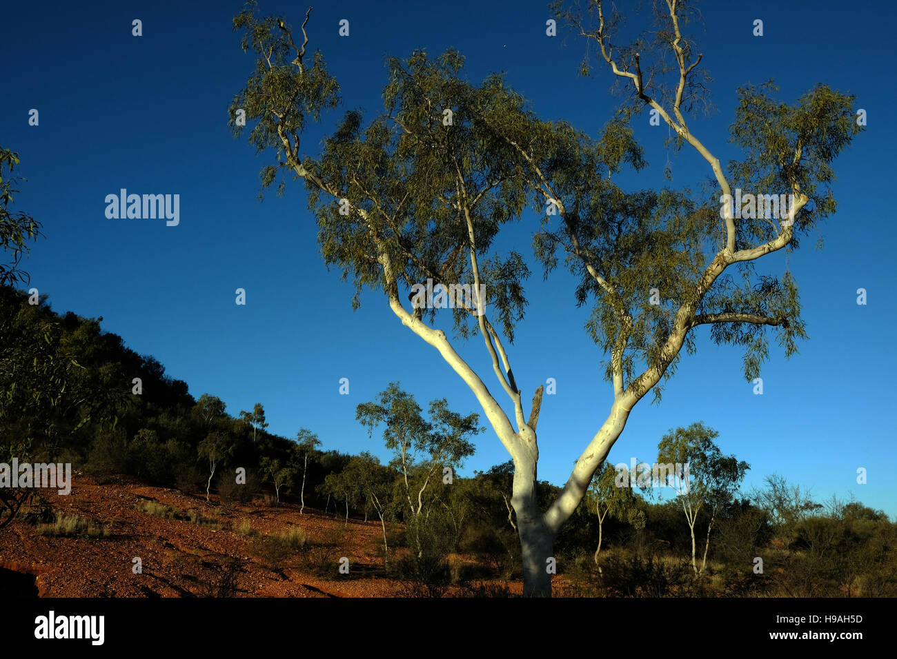 Eukalyptusbäume in den Macdonnell Ranges, Alice Springs, Northern Territory, Australien Stockfoto