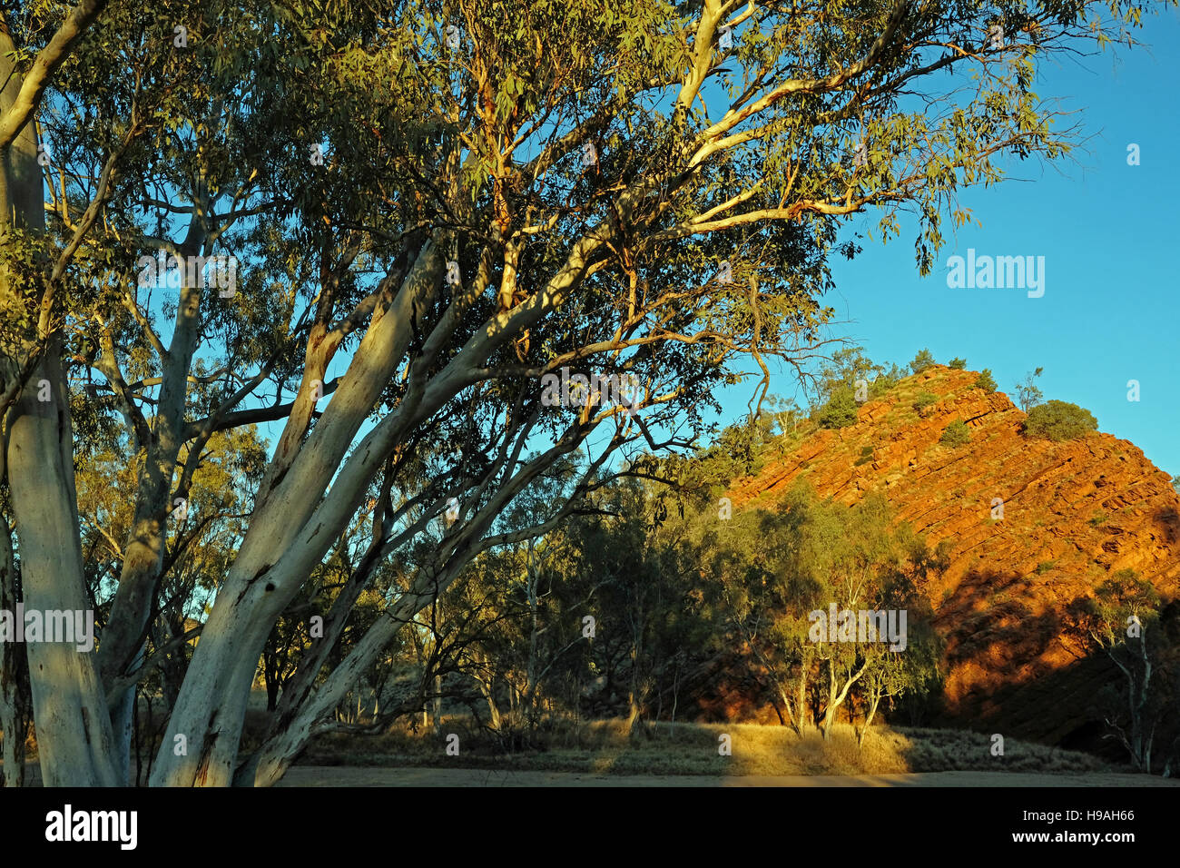 Gum Bäume und Felsen auf Hochzeitsreise Lücke auf dem Roe Creek in den Macdonnell Ranges, Northern Territory, Australien Stockfoto