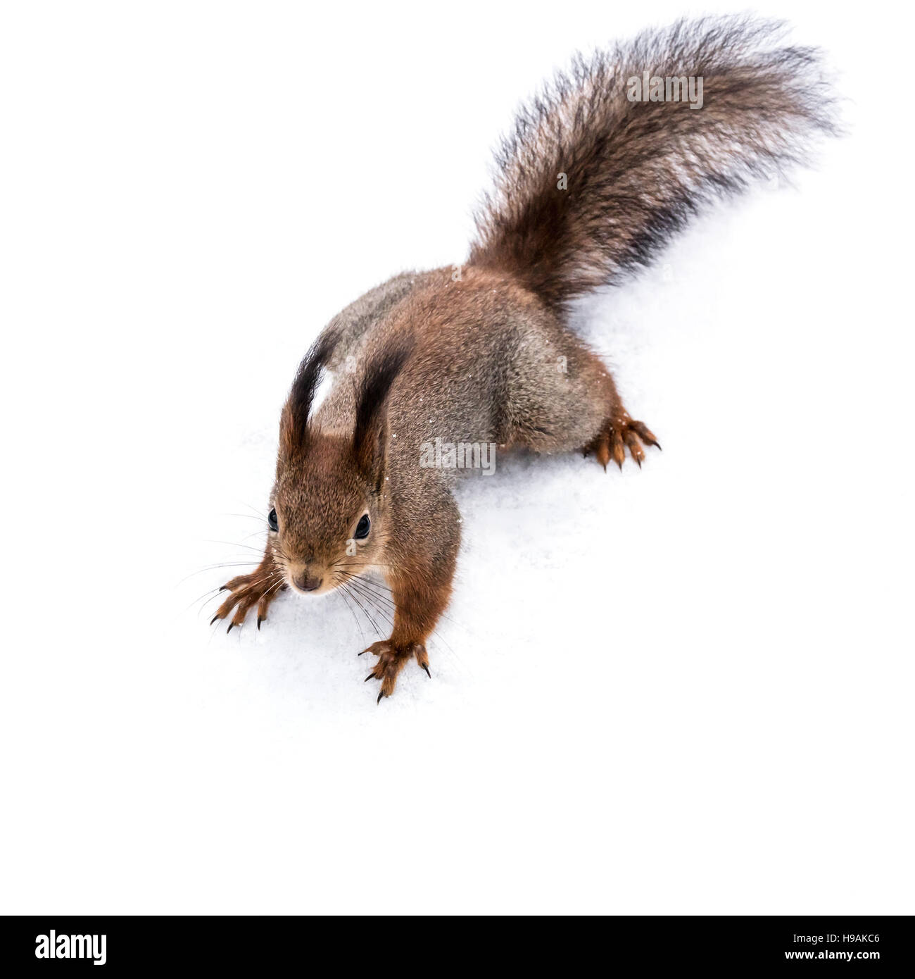 niedliche kleine Eichhörnchen stehend an verschneiten Boden im winter Stockfoto