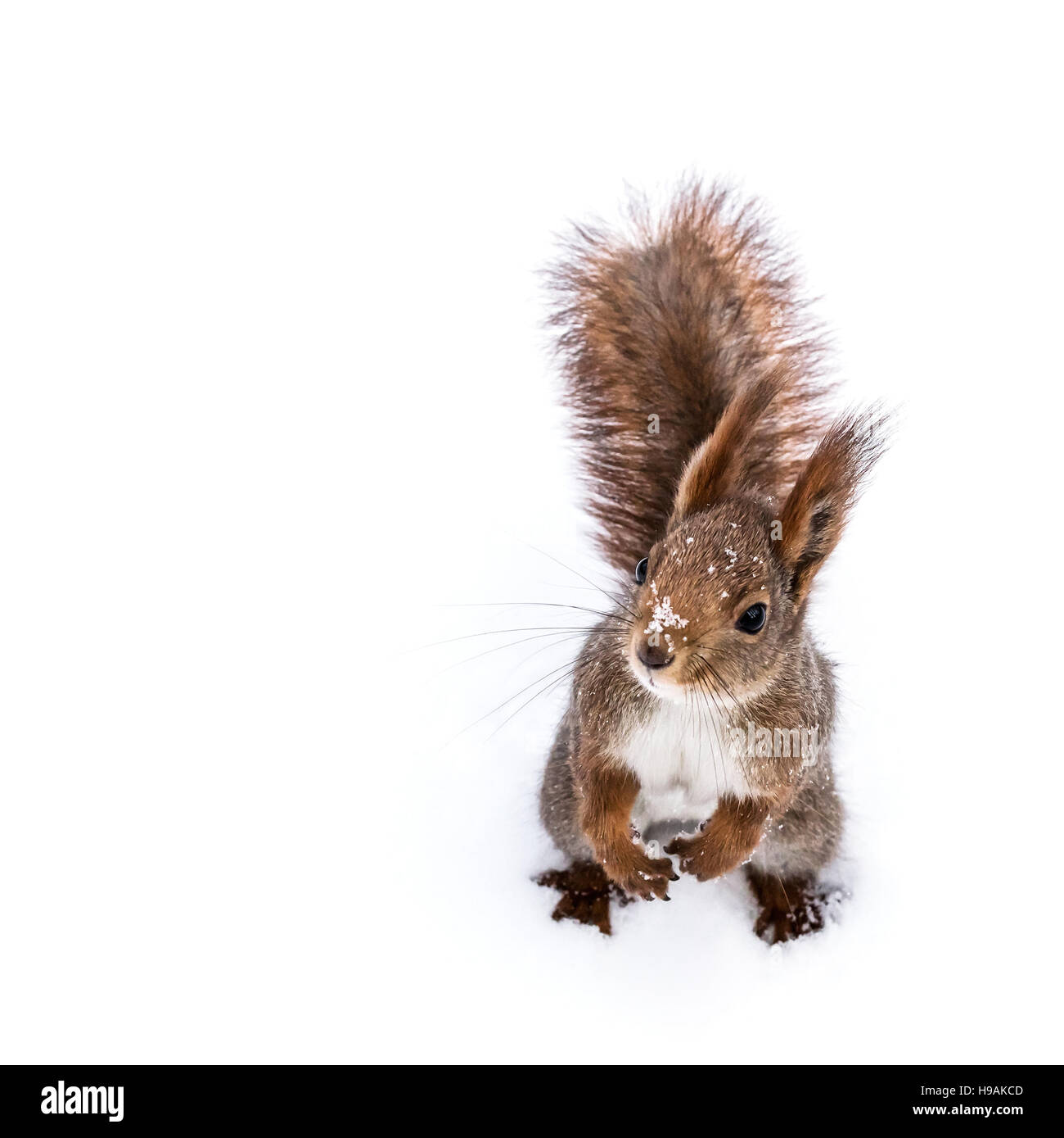 junger Fuchs, Eichhörnchen sitzt auf Schnee Hintergrund und auf der Suche nach links Stockfoto