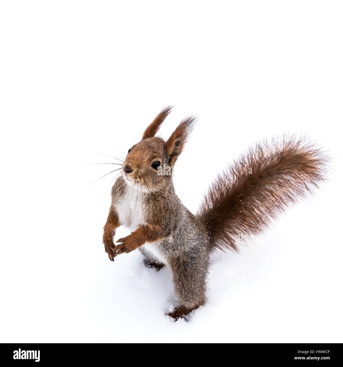niedliche Junge Eichhörnchen stehen auf weißen Schnee Hintergrund Stockfoto