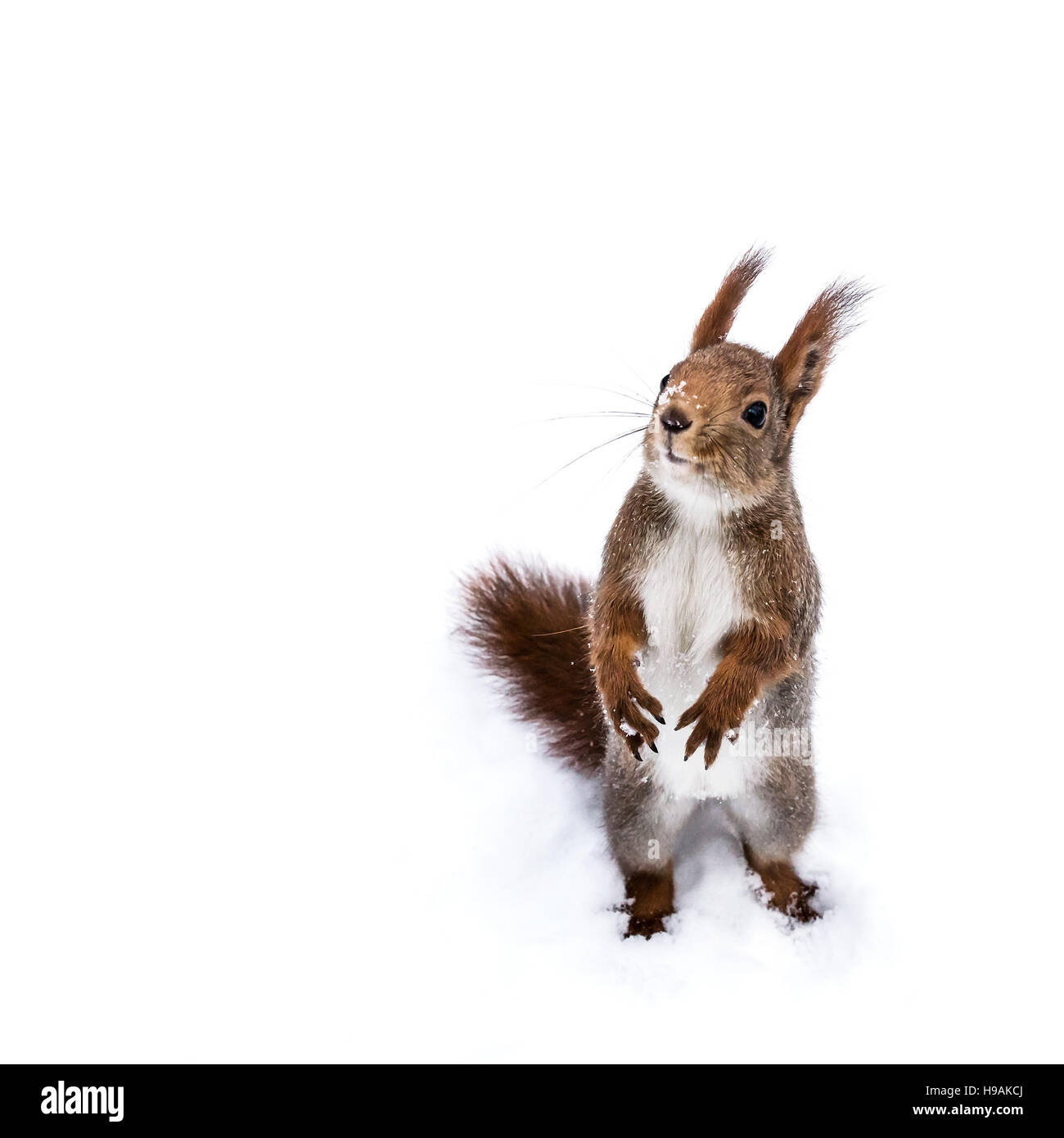 süße rote junge Eichhörnchen auf Schnee im Park stehen und blickte in den Himmel Stockfoto