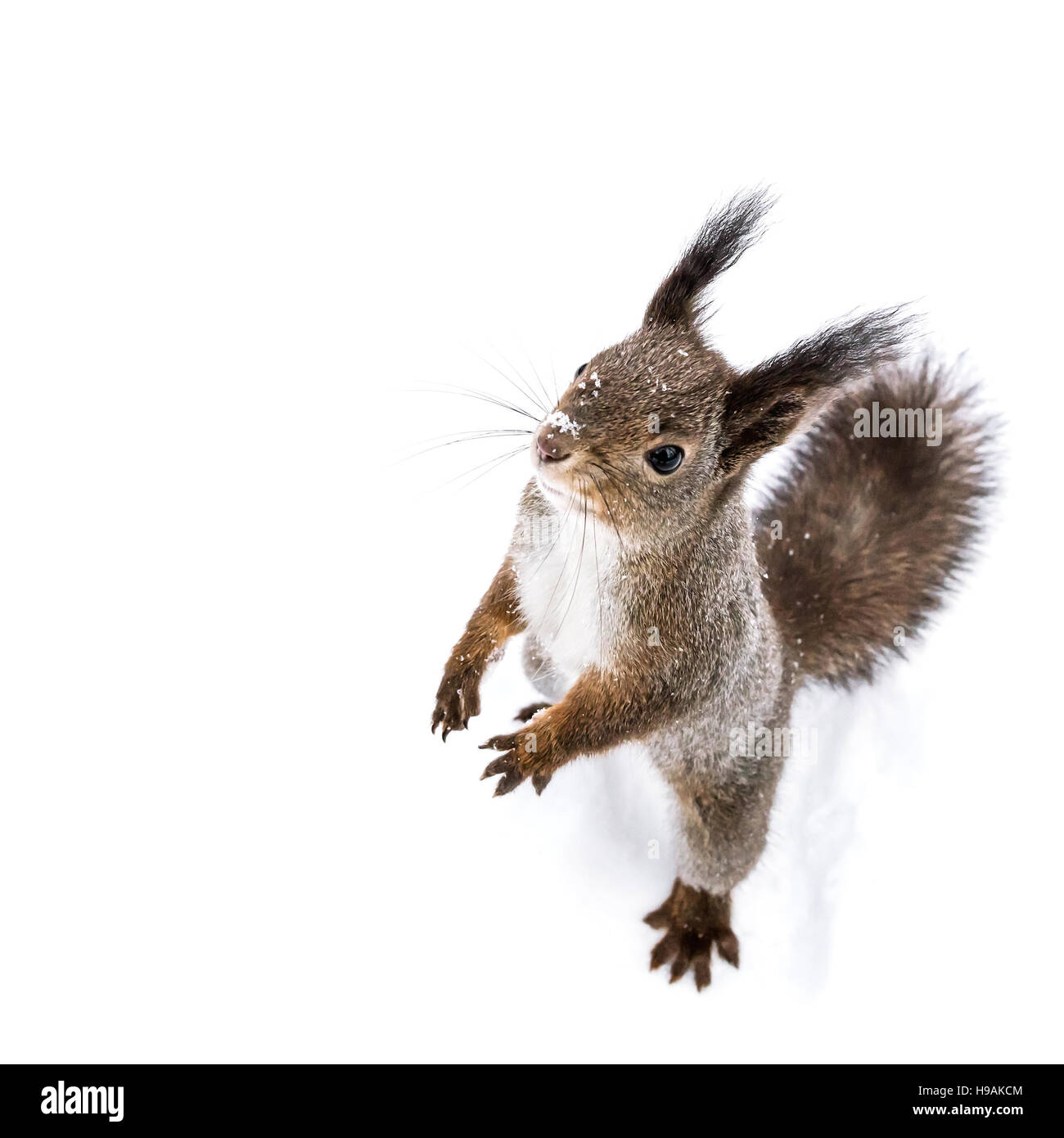 rote kleine Eichhörnchen stehen auf weißen Schnee sieht nach oben Stockfoto