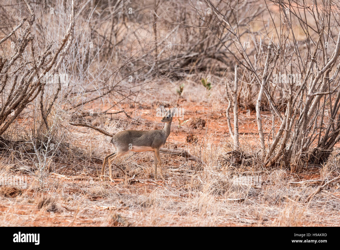 Cavendish Dik trennte sich von Kirk auf Chromosom zählen und dies ist der Tsavo Ost-Arten Stockfoto