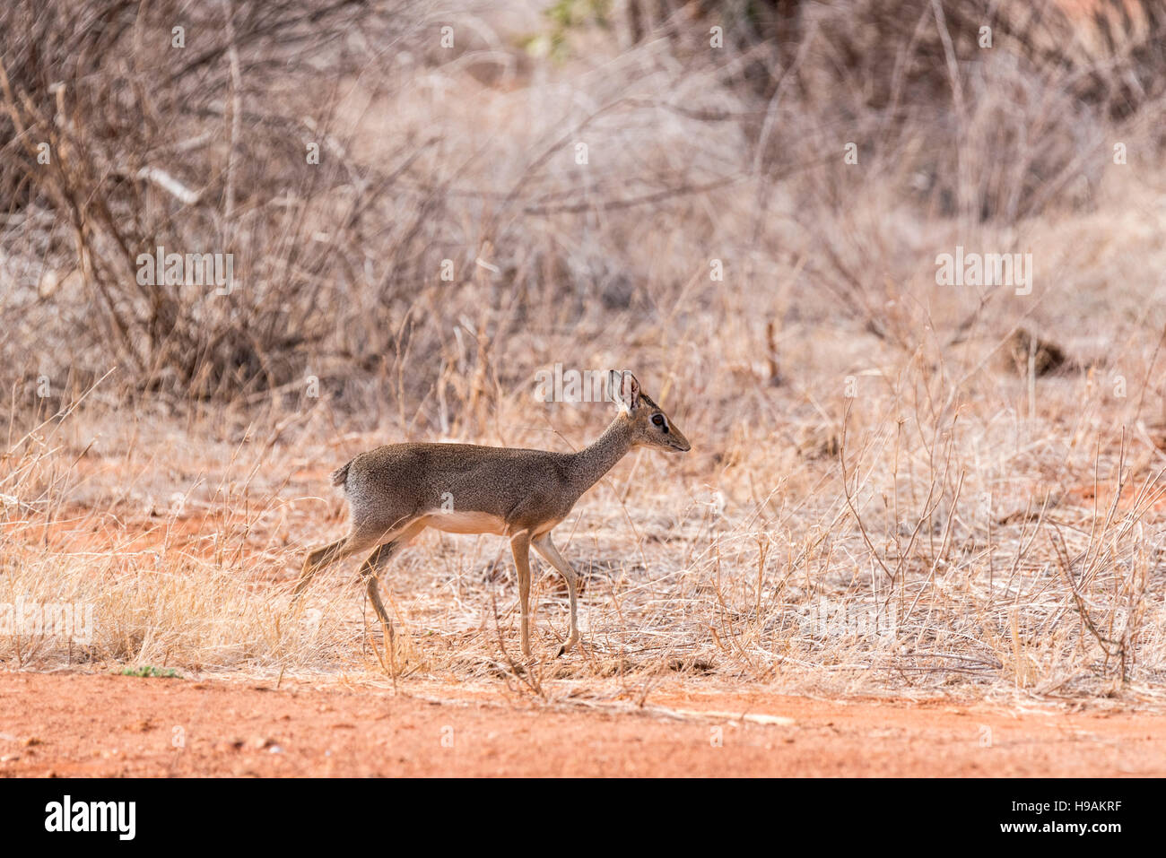 Cavendish Dik trennte sich von Kirk auf Chromosom zählen und dies ist der Tsavo Ost-Arten Stockfoto