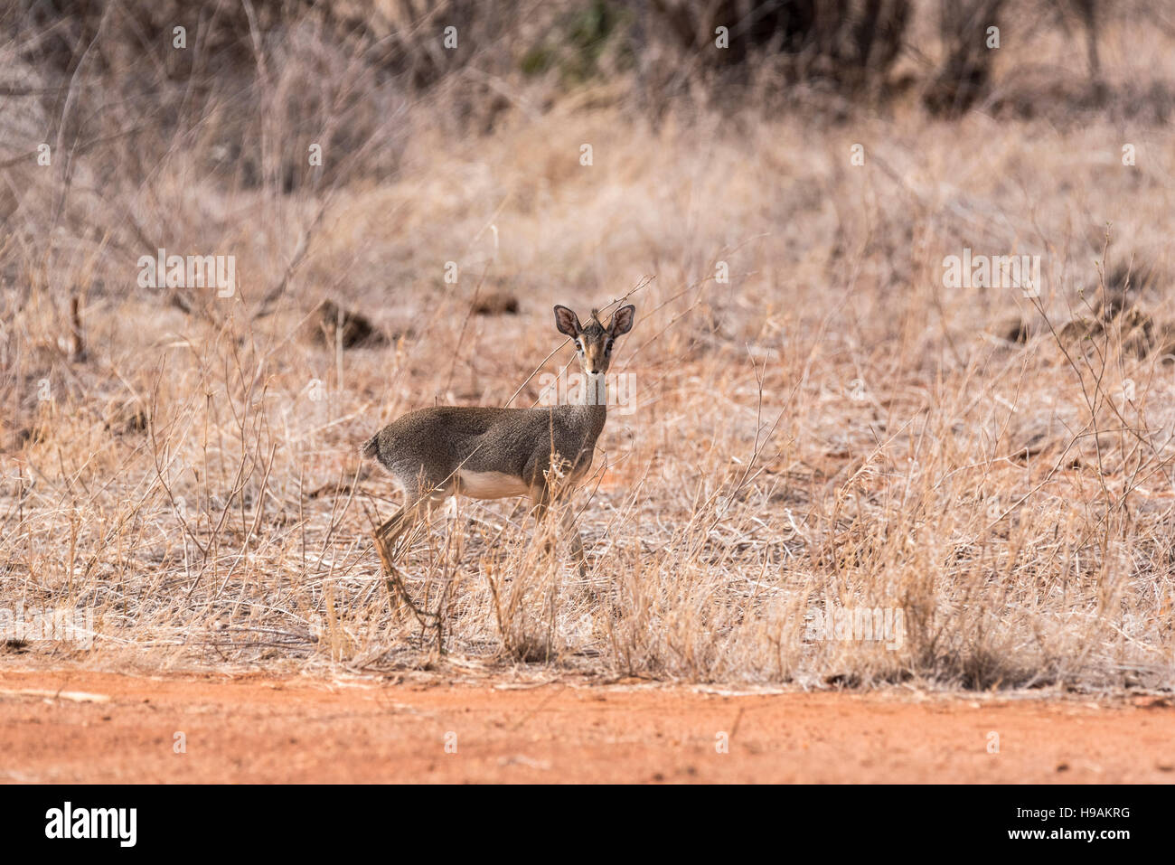 Cavendish Dik trennte sich von Kirk auf Chromosom zählen und dies ist der Tsavo Ost-Arten Stockfoto