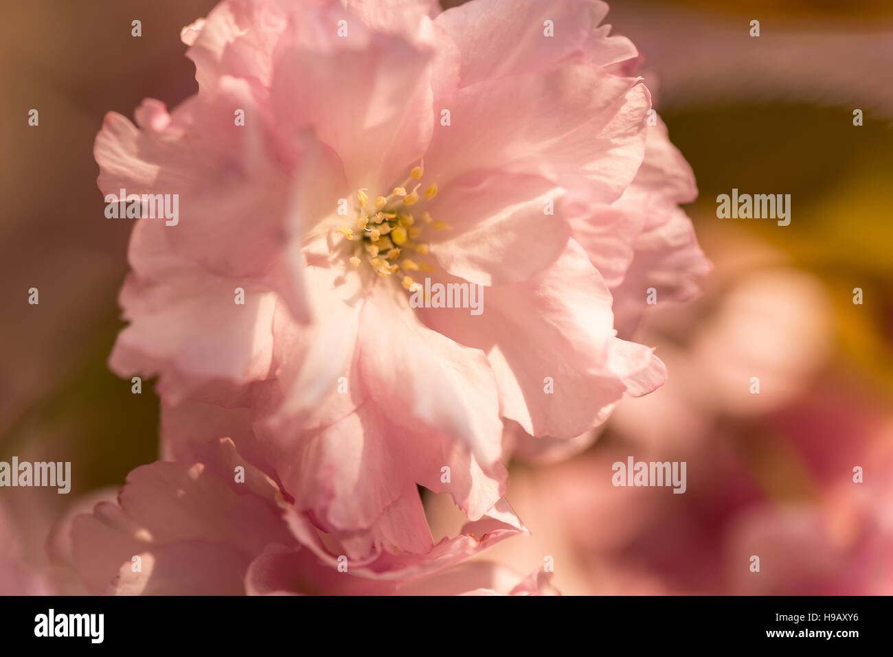Sakura Blüte. Auf diesem Foto sehen wir Fragmente von blühenden Sträuchern und Bäumen in einem der Parks von Kiew. Stockfoto