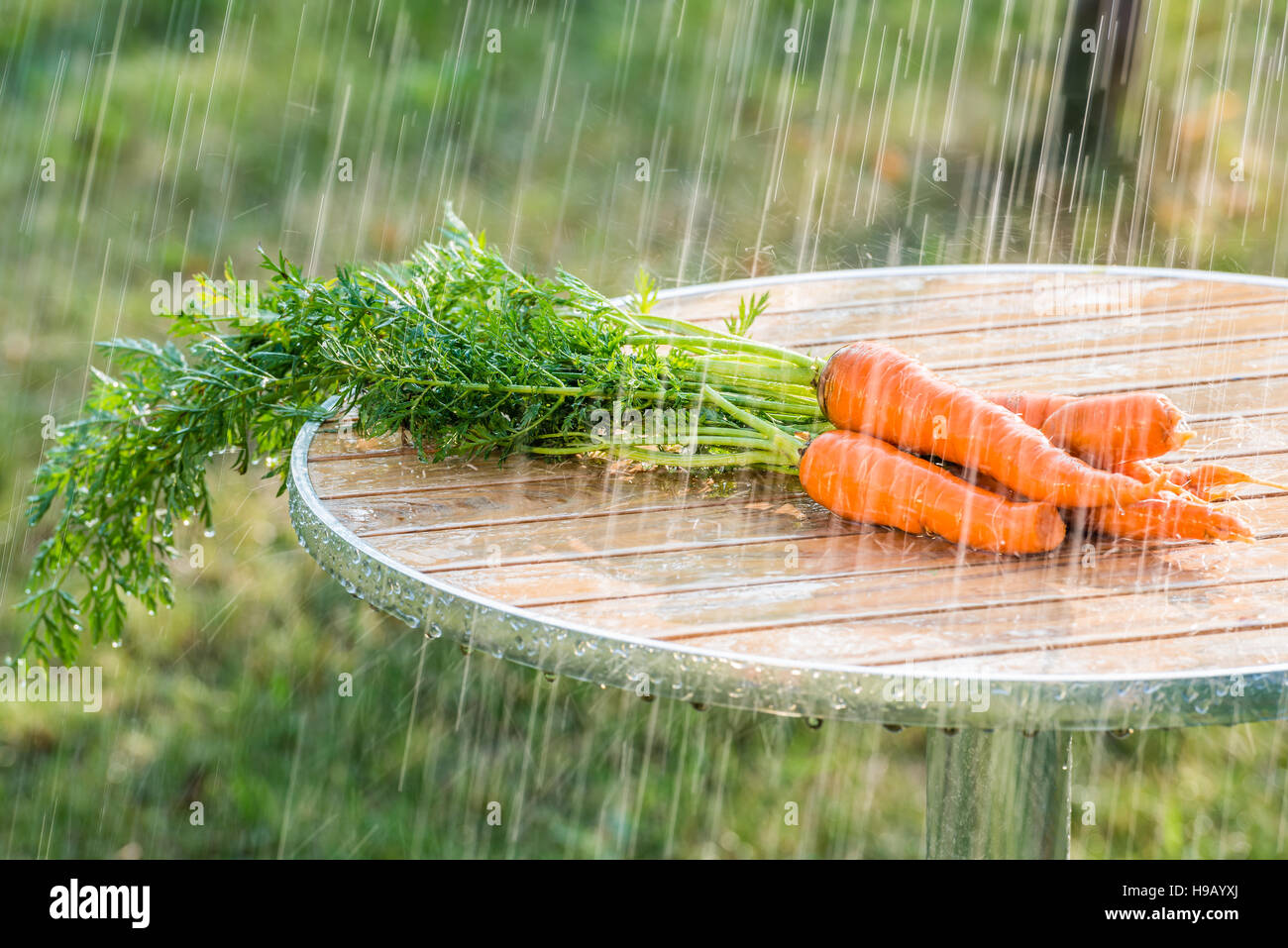 Karotten und Sommerregen. Dieses Bild wurde in einem Garten nicht weit von Kiew aufgenommen. Stockfoto