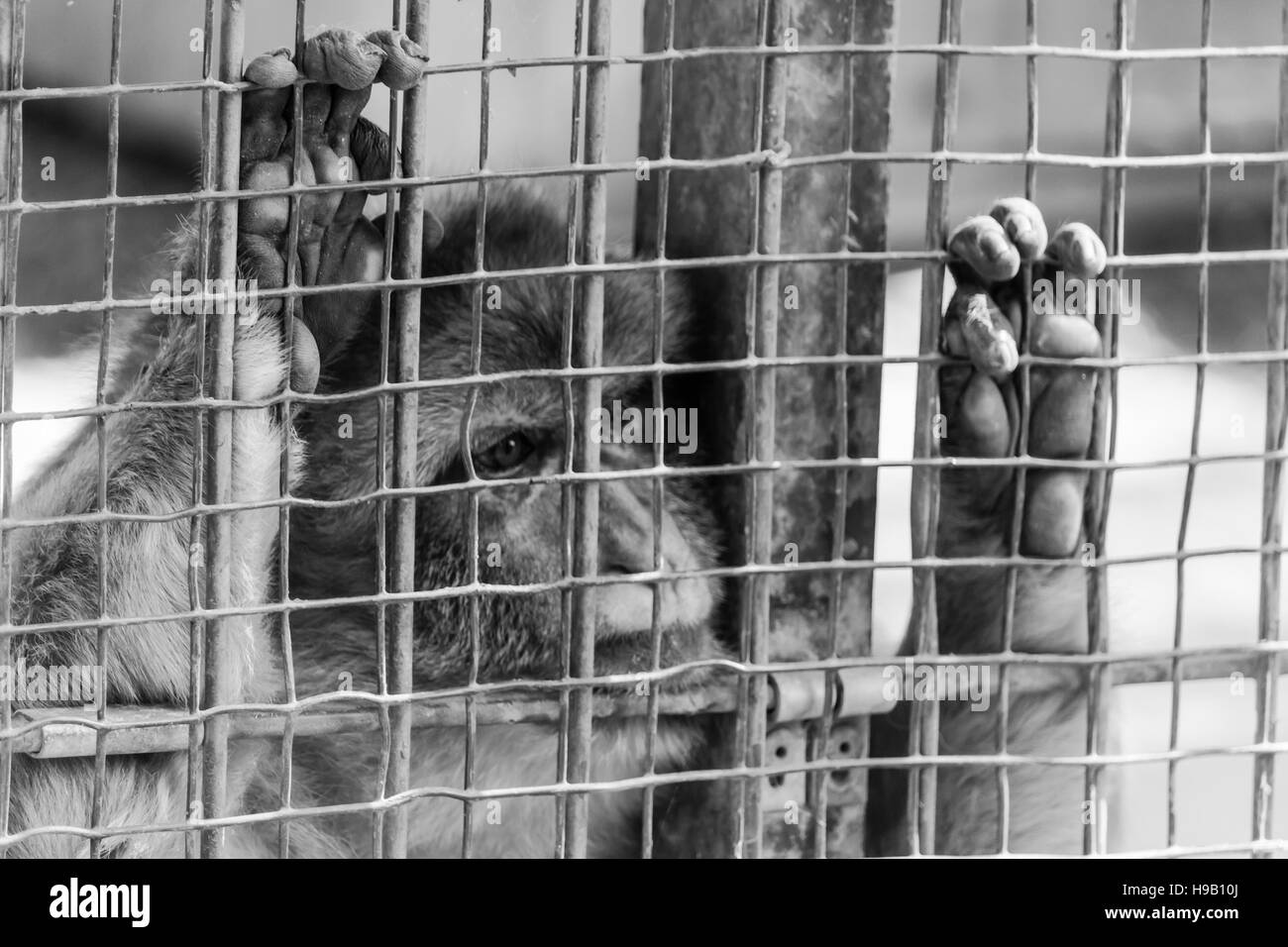 traurig Makaken halten die Käfig-bars Stockfoto