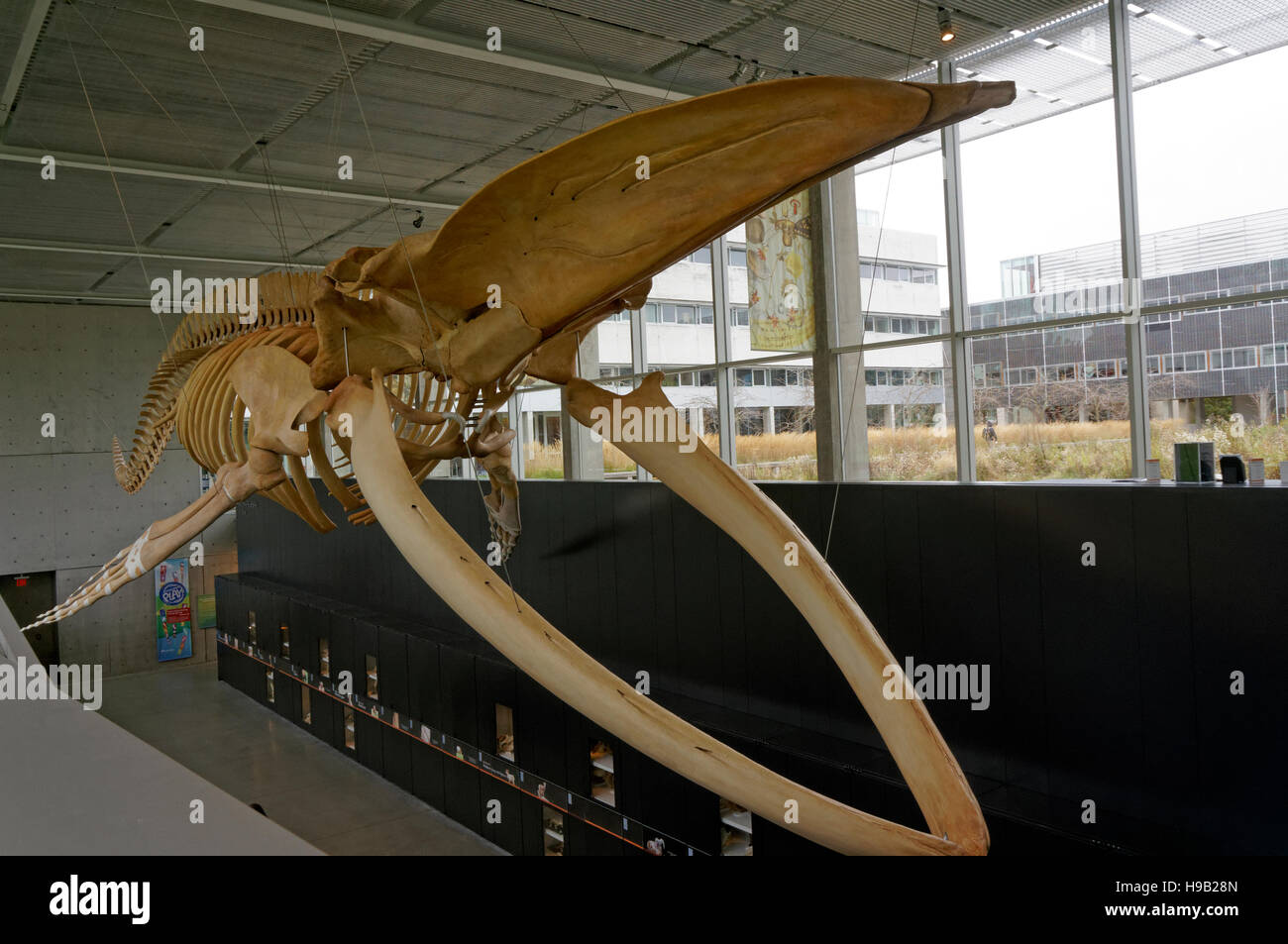 Komplette Blauwal Skelett, Beaty Biodiversität Museum an der University of British Columbia, Vancouver, BC, Kanada Stockfoto