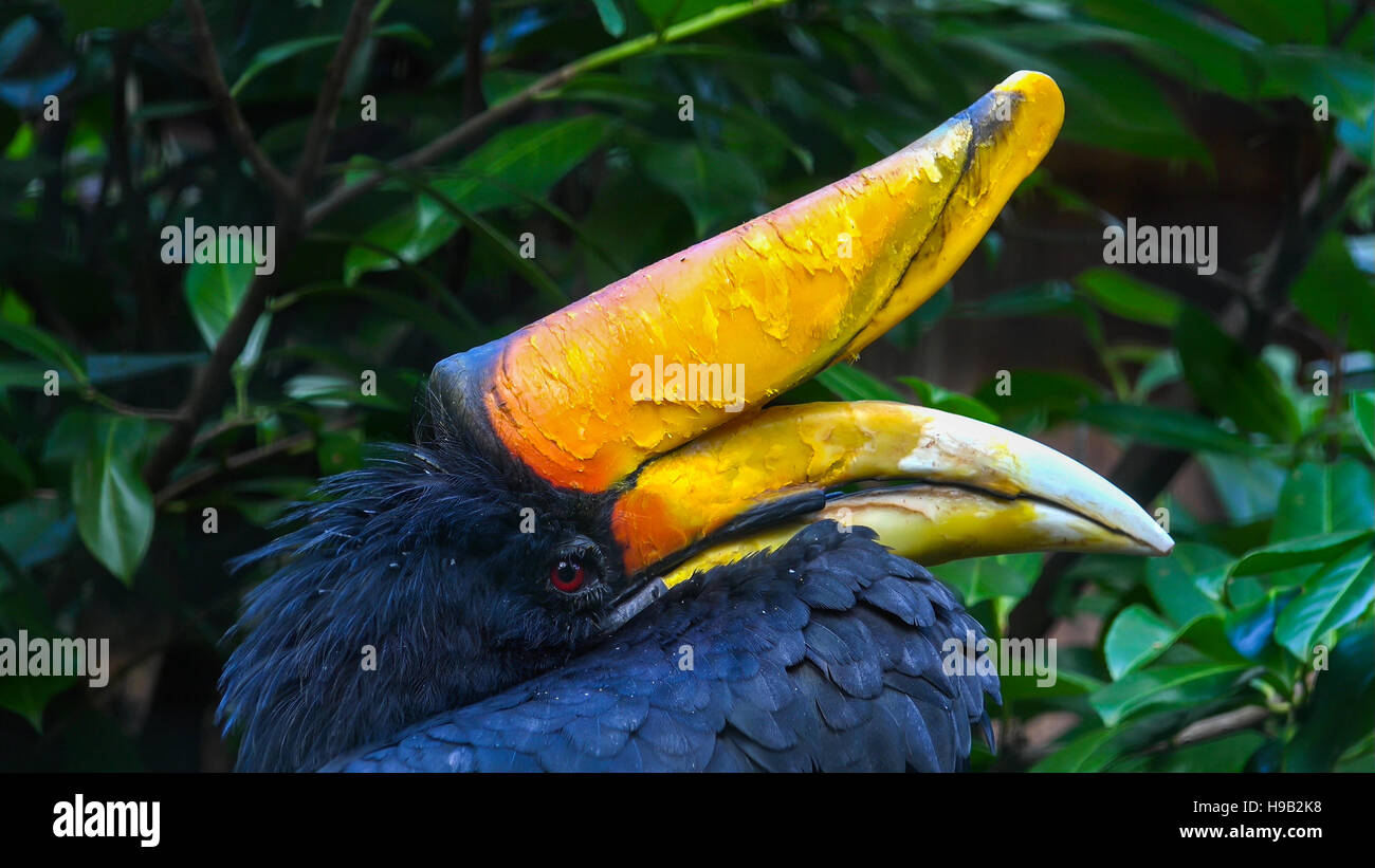 Javan Rhinoceros Hornbill Buceros Rhinceros Silvestris Bunte Tropischer Vogel Mit Grossen Horn Schnabel Sehr Nahaufnahme Portrait Stockfotografie Alamy