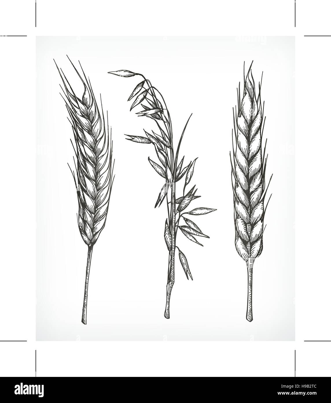 Getreide, Weizen und Hafer Skizzen, Handzeichnung, Vektor-set Stock Vektor