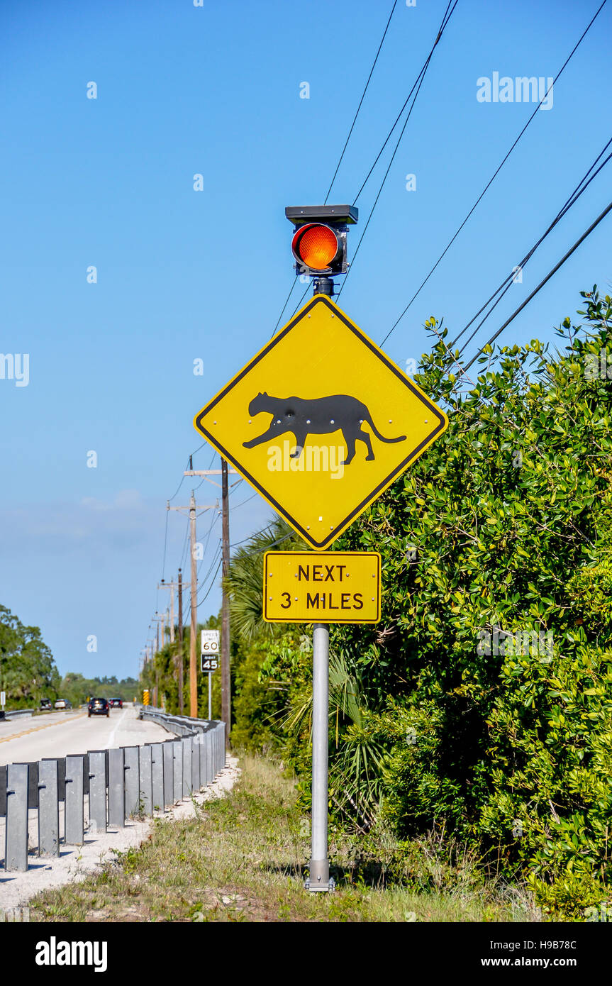 RADS Wildlife Crossing Zone für Florida Panthers an der US 41 im Big Cypress National Preserve wo viele Panther von Autos betroffen sind Stockfoto