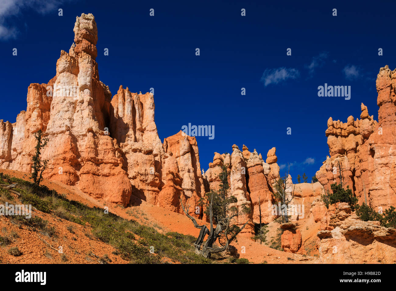 Dies ist ein Blick auf die majestätischen roten Felsen Türme entlang der Queens Garden Trail of Bryce Canyon National Park, Garfield County, Utah, USA. Stockfoto