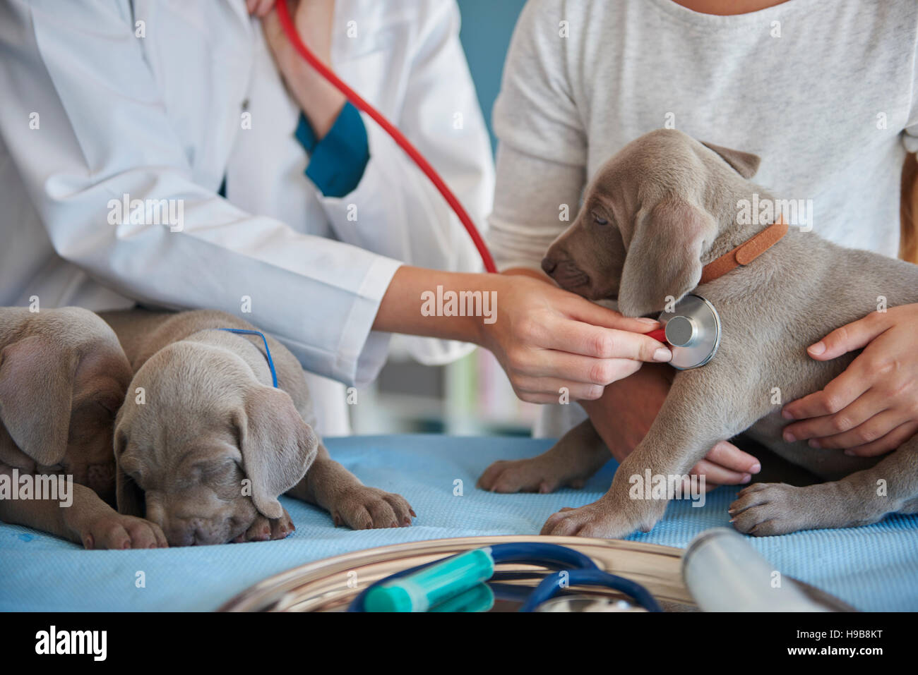 Tierarzt eine Routine-Untersuchung zu tun Stockfoto