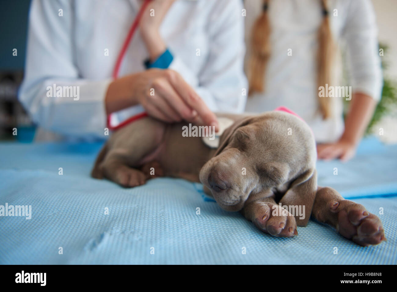 Routine-Check des Welpen Gesundheit Stockfoto