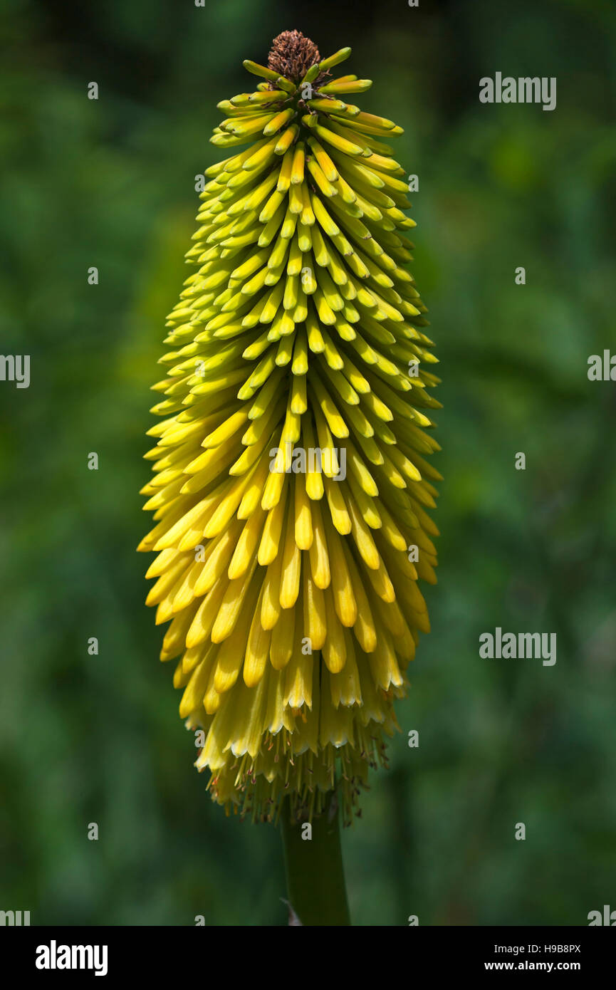 Fackel-Lily (Kniphofia Uvaria), Parc Floral et tropischen De La Court d'Aron, Saint-Cyr En Talmondais, Vandee, Frankreich Stockfoto